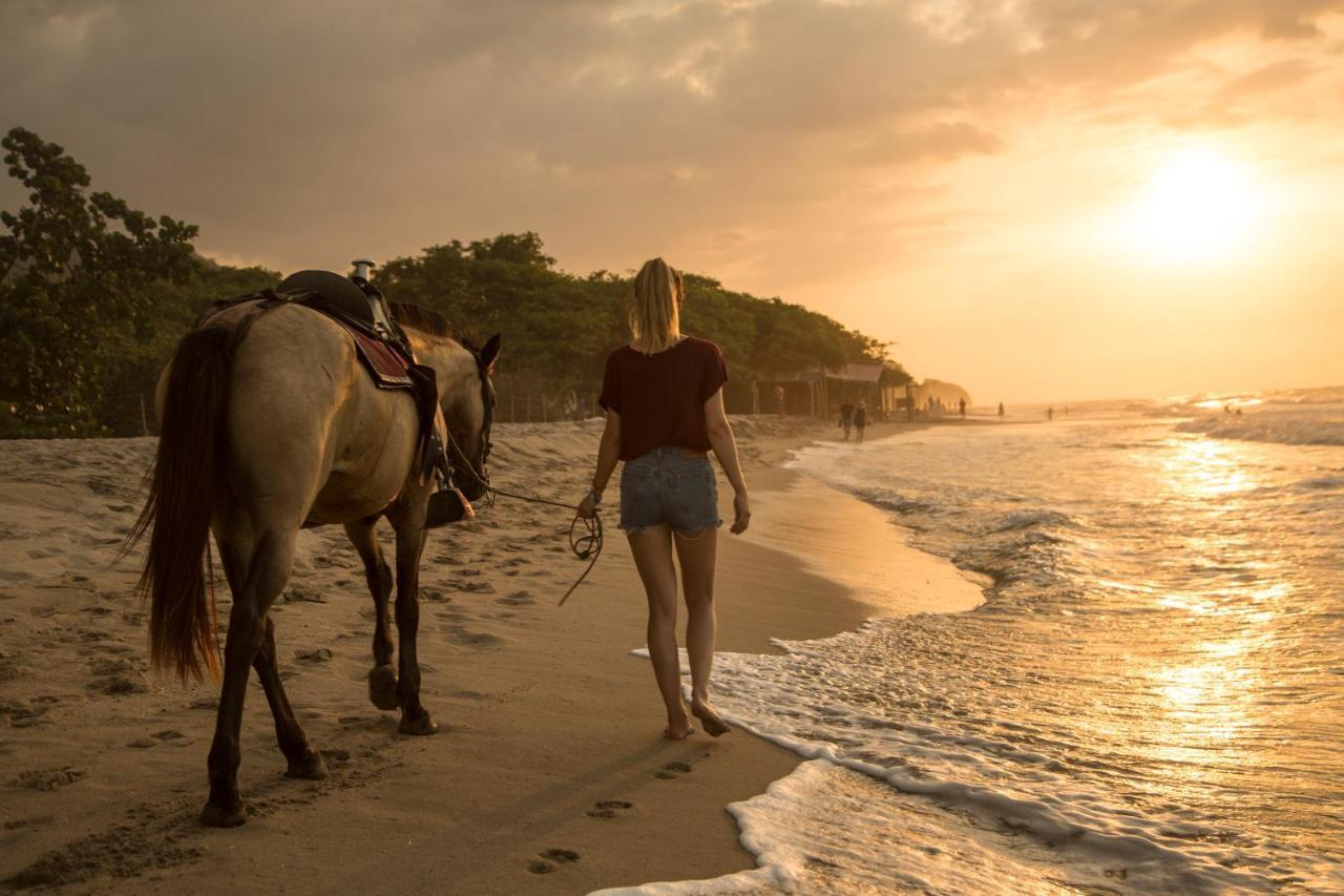 Dreamer Palomino Exterior foto